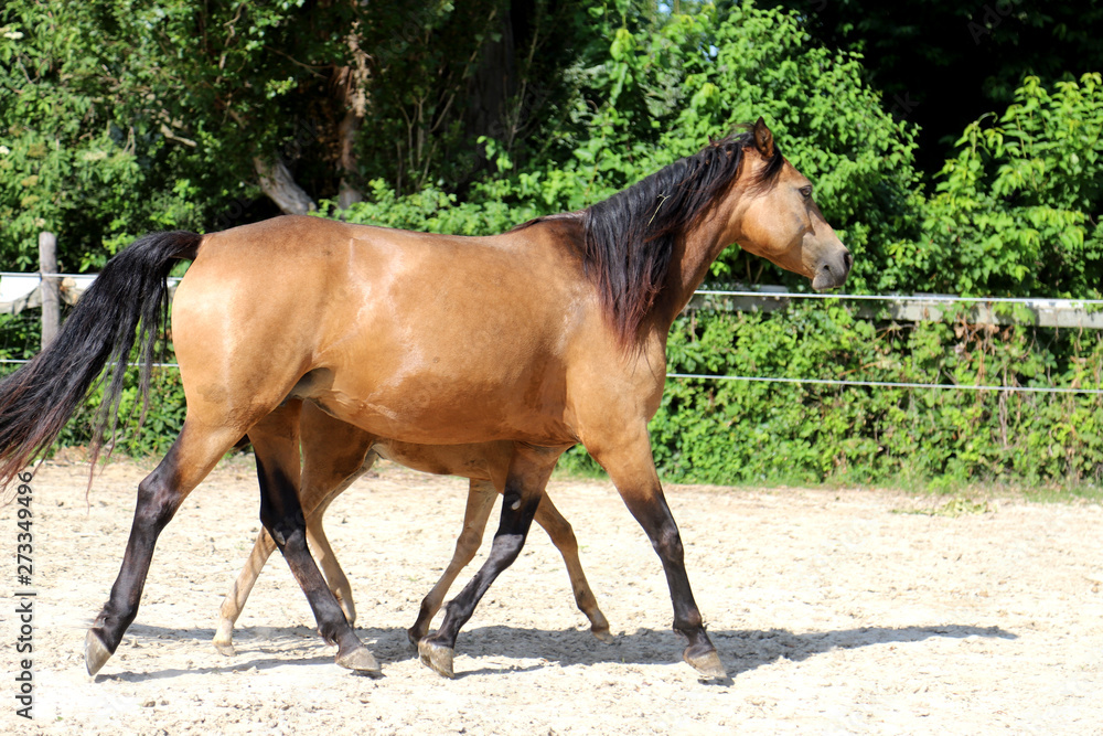 Beautiful thoroughbred foal and mare posing for cameras at rural equestrian farm Beautiful thoroughbred foal and mare posing for cameras at rural equestrian farm