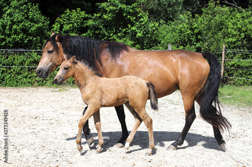 Beautiful thoroughbred foal and mare posing for cameras at rural equestrian farm