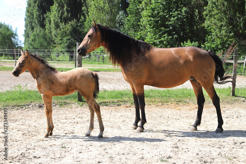 Beautiful thoroughbred foal and mare posing for cameras at rural equestrian farm