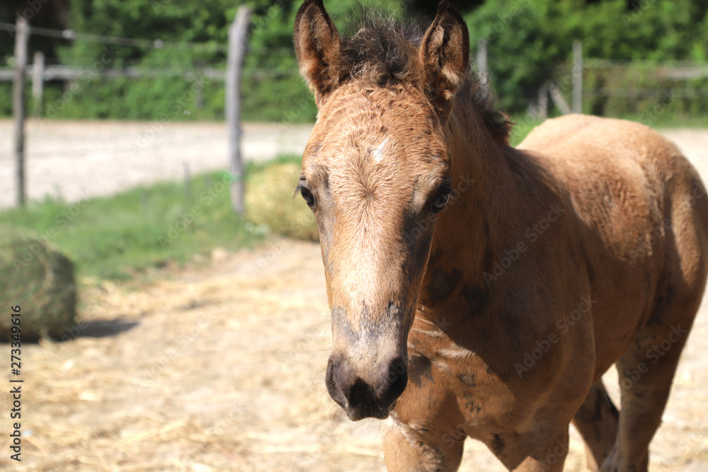 Cute newborn filly playing alone in the paddock on hot summer afternoon Cute newborn filly playing alone in the paddock on hot summer afternoon