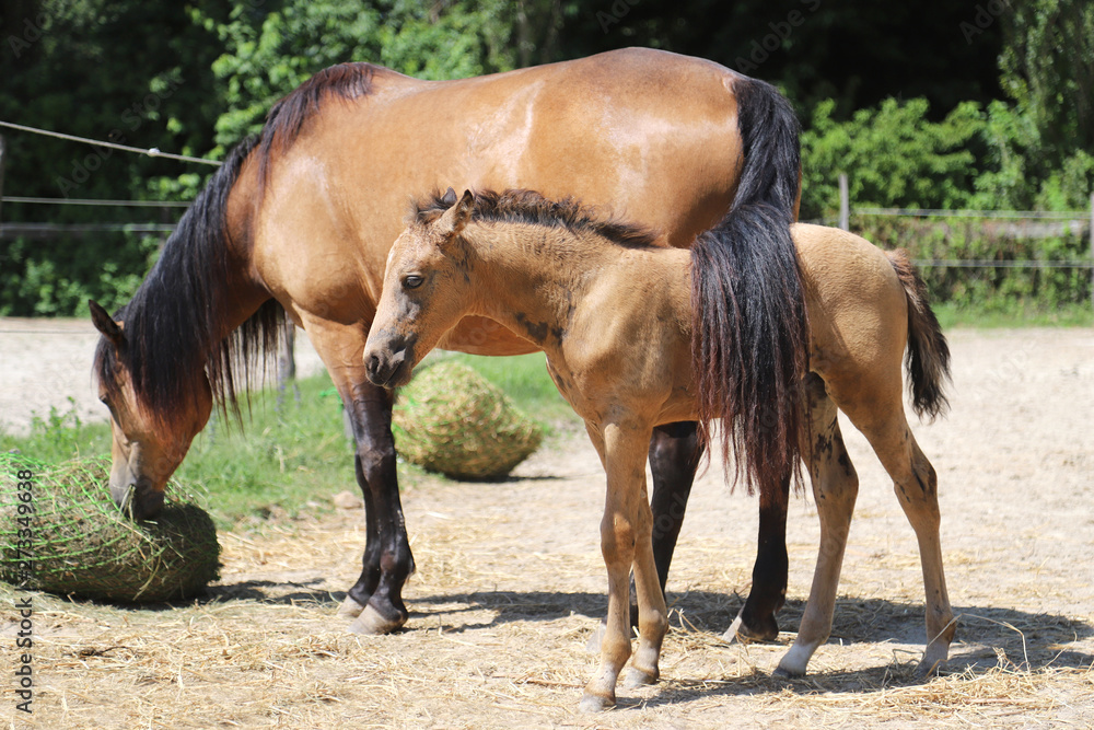 Beautiful newborn foal and mother enjoying sunshine in the paddock on hot summer day
