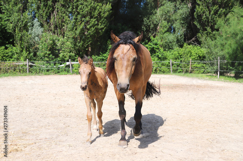 Beautiful newborn foal and mother enjoying sunshine in the paddock on hot summer day © acceptfoto