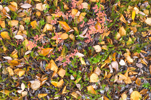 background of fallen dry yellow leaves, pink and green plants