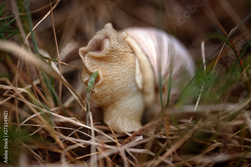 Snail sitting in the grass
