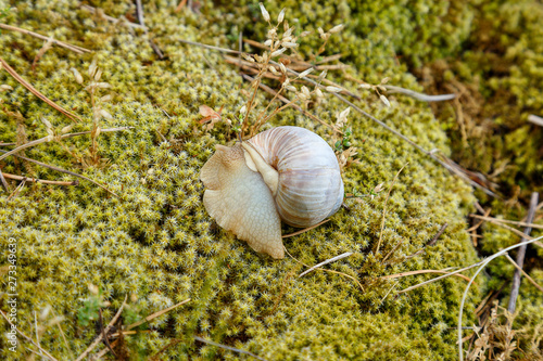 Snail sitting on the moss surface