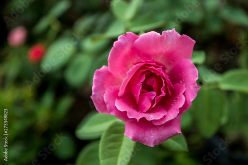 pink rose in the garden