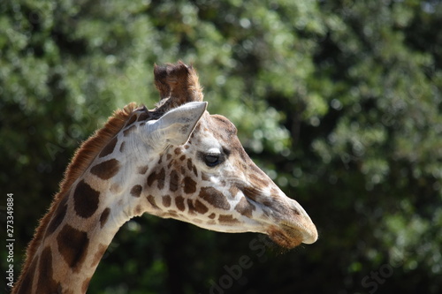 Girafe © shouloupi