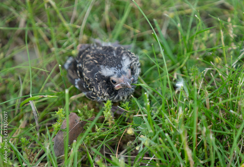 baby bird has fallen out of the nest and waits on the ground for mother to help