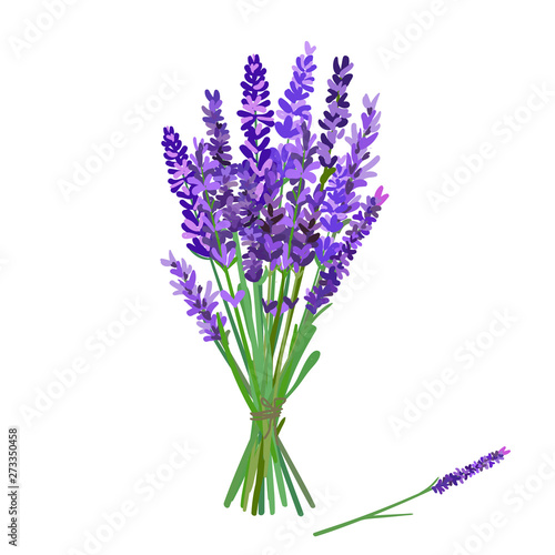 Bouquet of lavender isolated on a white background. Hand drawn vector illustration