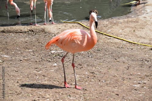 Flamand Rose