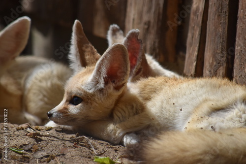 Fennec