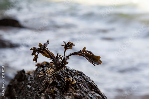 Pequena alga no topo de numa rocha da praia. Alga 