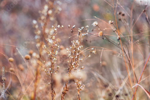 dried wildflowers in winter © Amy Buxton