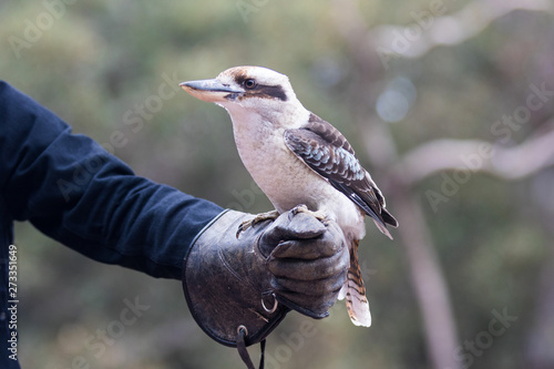 Portrait of a laughing kookaburra ,dacelo novaeguineae, with big beak sitting on the leather trainer's glove. Blue-winged kookaburra. Australia.