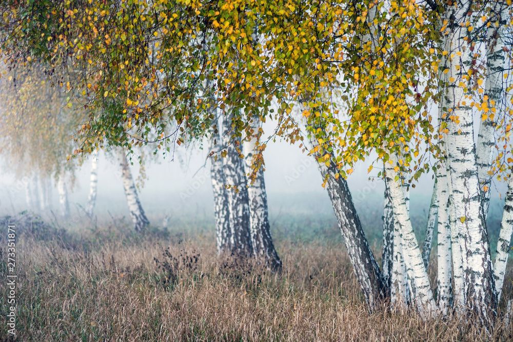 Fototapeta premium Row of birch trees with yellow leaves in the fog. Selective focus.