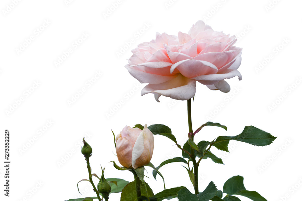 Pink rose with a few buds isolated on white.