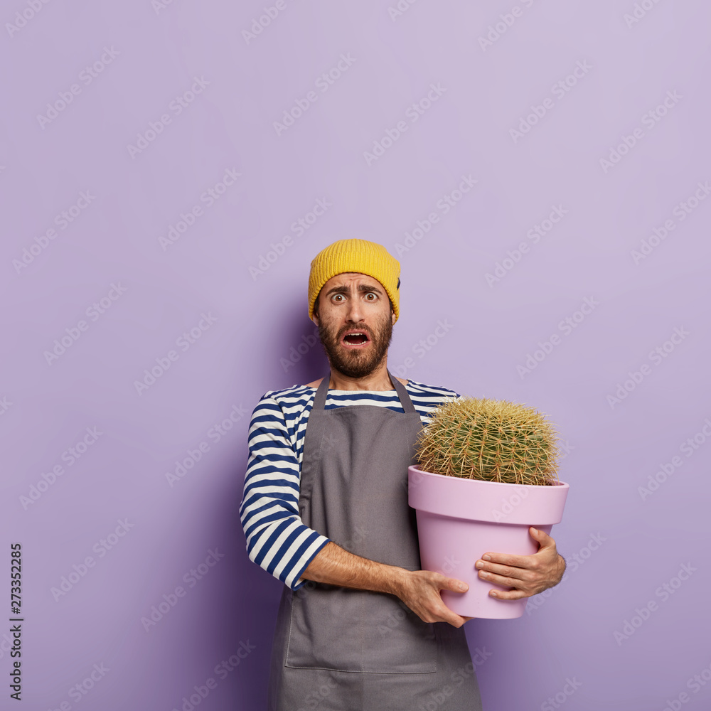 Confused housekeeper takes care of potted plant, holds big cactus in purple container, wears yellow hat, striped casual jumper and apron, stands indoor. Shocked displeased gardener with flower pot Confused housekeeper takes care of potted plant, holds big cactus in purple container, wears yellow hat, striped casual jumper and apron, stands indoor. Shocked displeased gardener with flower pot