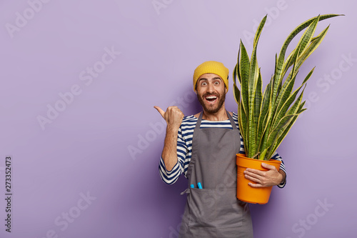 Glad salesman poses in florist shop with pot of green snake plant, shows direction where he bought potted flower for interior decoration, wears yellow hat, striped sailor jumper and grey apron photo