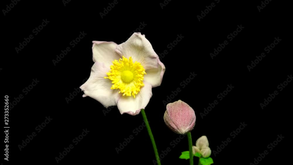 timelapse Anemone Hupehensis flowers flourishing and opening and close fails on black background timelapse Anemone Hupehensis flowers flourishing and opening and close fails on black background