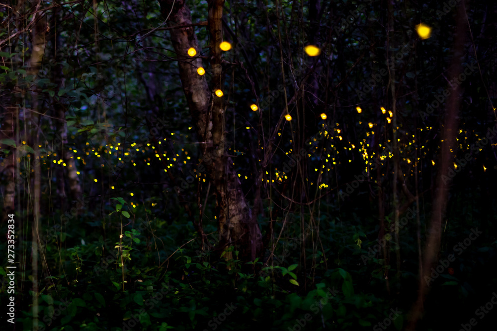 Light from insects, fireflies at night