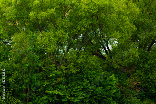 texture background of green trees  forest wall