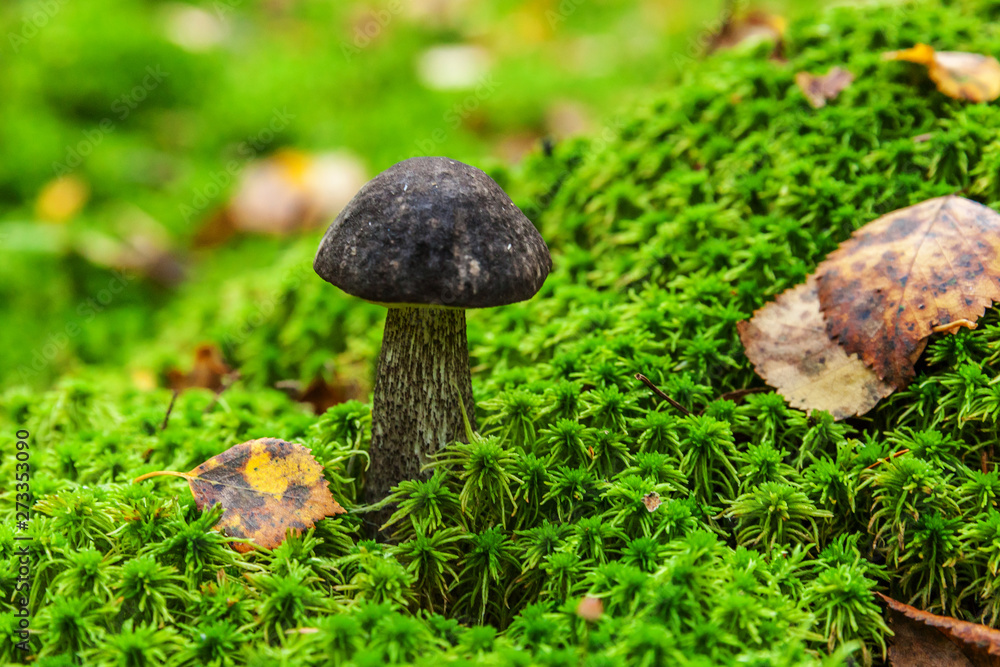 Edible small mushroom with brown cap Penny Bun leccinum in moss autumn forest background. Fungus in the natural environment. Big mushroom macro close up. Inspirational natural summer or fall landscape Edible small mushroom with brown cap Penny Bun leccinum in moss autumn forest background. Fungus in the natural environment. Big mushroom macro close up. Inspirational natural summer or fall landscape