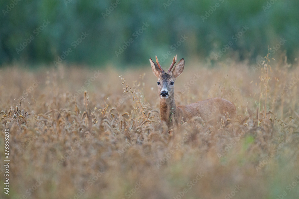 Roebuck - buck (Capreolus capreolus) Roe deer - goat Roebuck - buck (Capreolus capreolus) Roe deer - goat