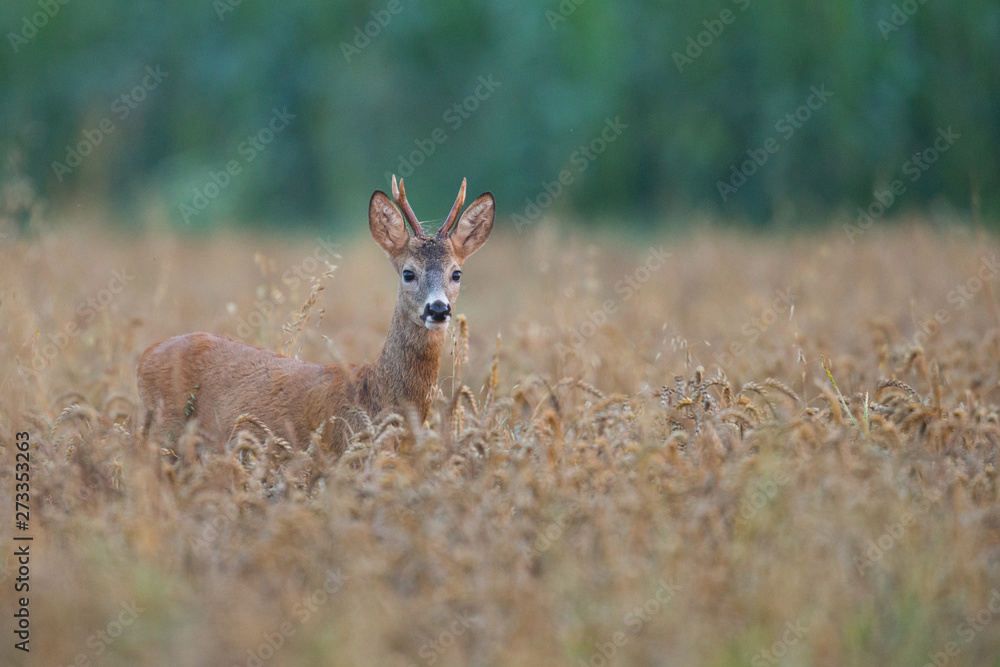 Roebuck - buck (Capreolus capreolus) Roe deer - goat Roebuck - buck (Capreolus capreolus) Roe deer - goat