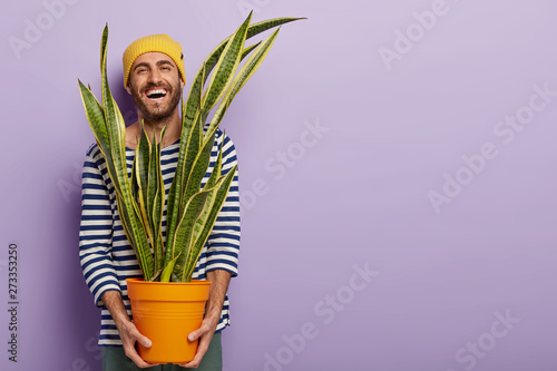 Joyous optimistic guy carries pot with indoor plant, laughs happily, wears striped sailor jumper, going to present flower to mother, isolated on violet background, free space for your advertisement photo