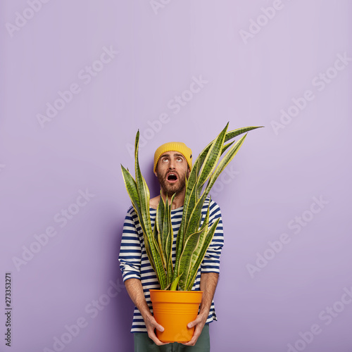 Impressed Caucasian male florist holds pot with houseplant, focused upwards with surpised facial expression, busy doing housework, dressed casually, isolated over purple background. Botany, plant care photo