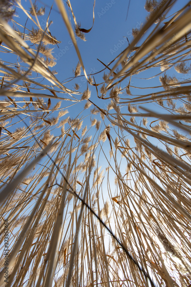 Dry reed on a cold sunny winter day in germany Dry reed on a cold sunny winter day in germany