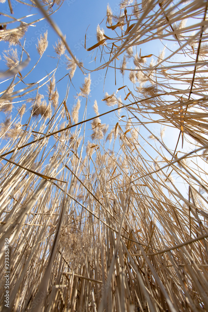 Fototapeta premium Dry reed on a cold sunny winter day in germany