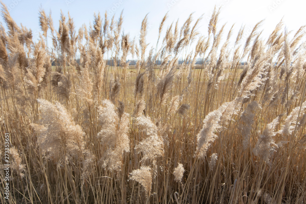 Fototapeta premium Dry reed on a cold sunny winter day in germany