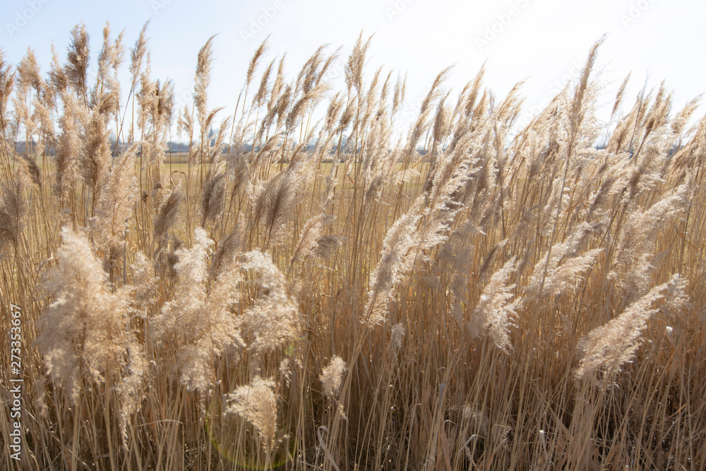 Fototapeta premium Dry reed on a cold sunny winter day in germany