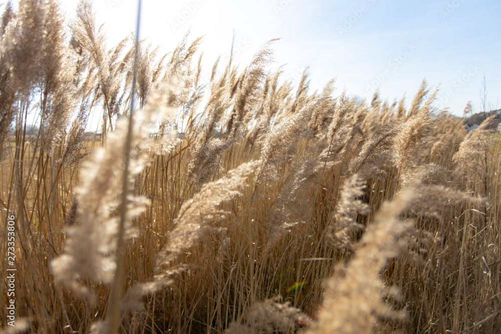 Fototapeta premium Dry reed on a cold sunny winter day in germany