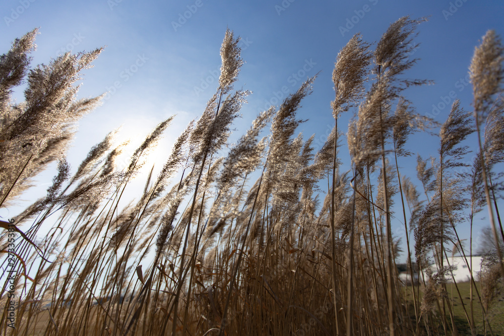 Obraz premium Dry reed on a cold sunny winter day in germany