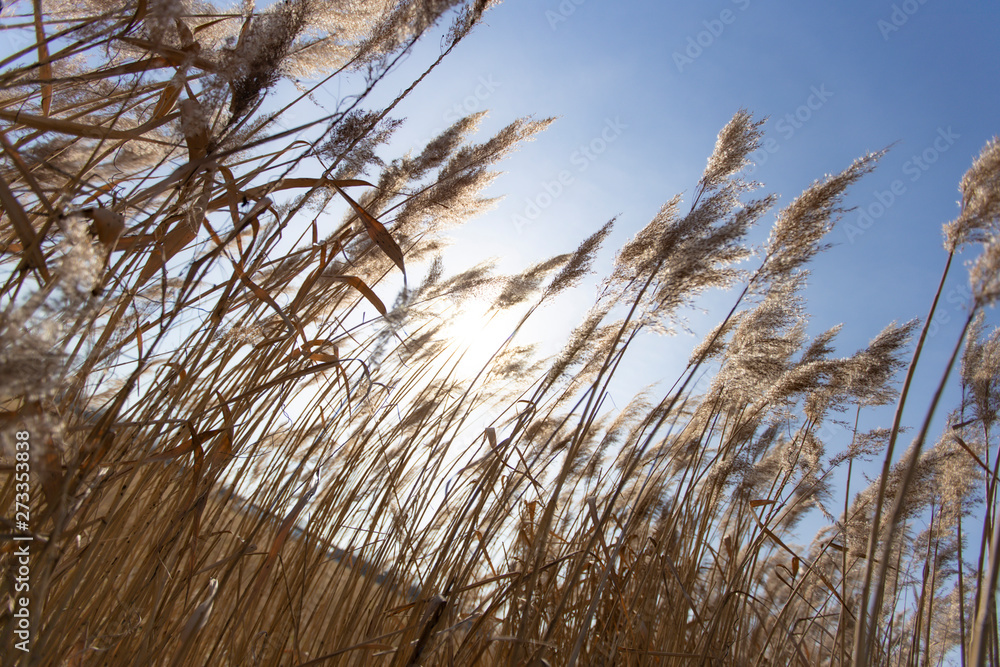Dry reed on a cold sunny winter day in germany Dry reed on a cold sunny winter day in germany