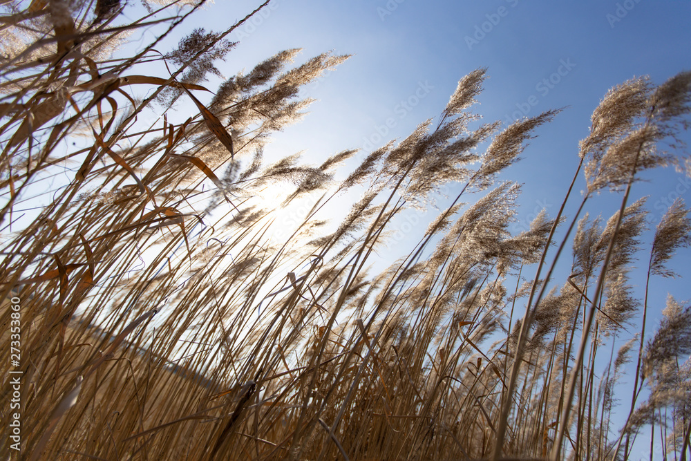 Fototapeta premium Dry reed on a cold sunny winter day in germany