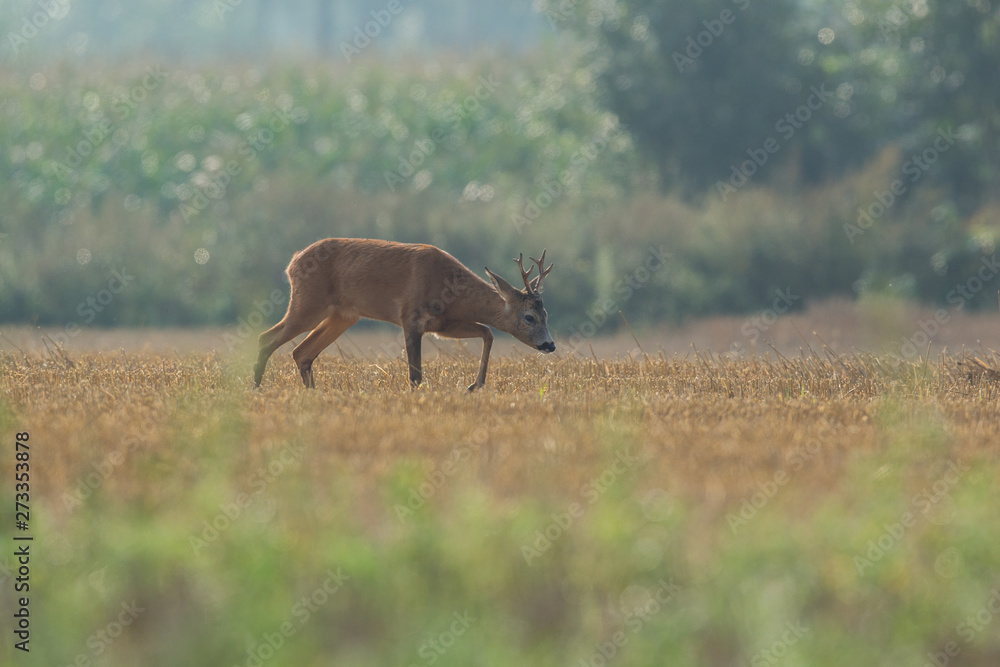 Roebuck - buck (Capreolus capreolus) Roe deer - goat Roebuck - buck (Capreolus capreolus) Roe deer - goat