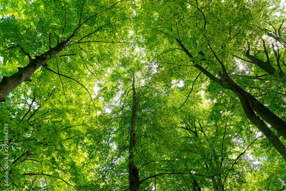 Natural Forest of Beech Natural Forest of Beech