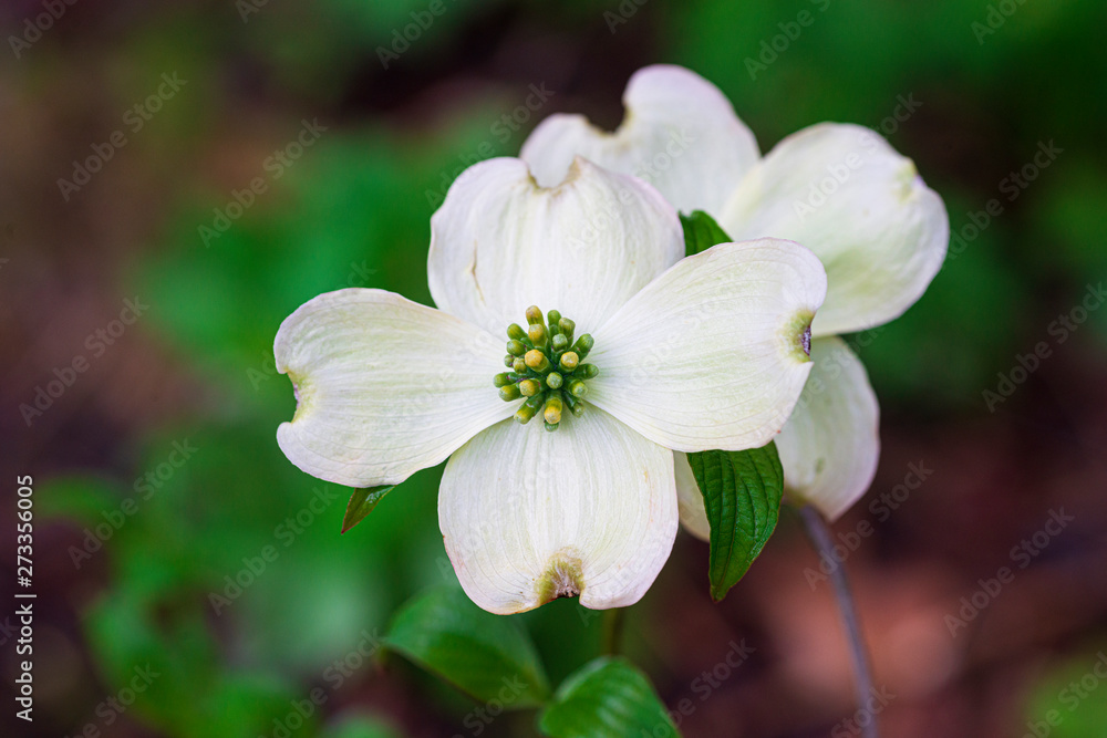 Beautiful Smoky Mountain Dogwood Blossom With Copy Space Beautiful Smoky Mountain Dogwood Blossom With Copy Space