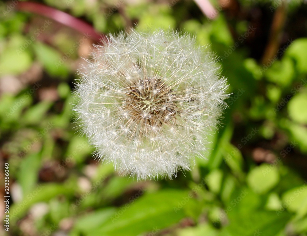 A close view on the white dandelion flower. A close view on the white dandelion flower.