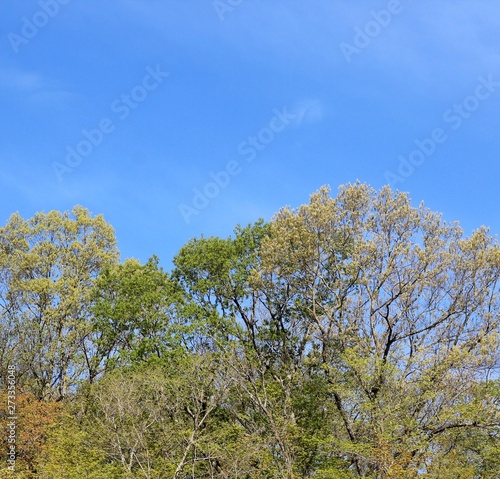 the green spring treetops with the bright blue sky. photo