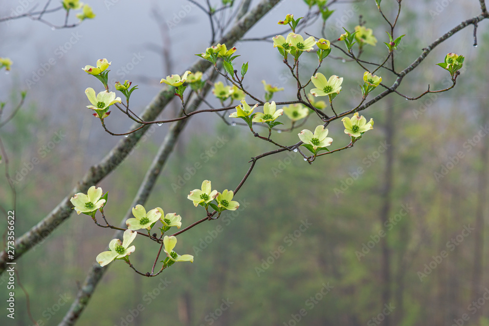 Spring Dogwoods in Rain and Fog With Copy Space Spring Dogwoods in Rain and Fog With Copy Space