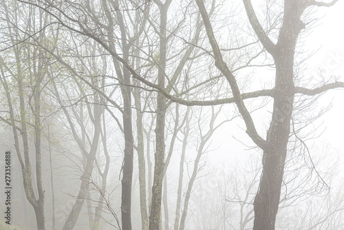 Springtime Trees Shrouded in Heavy Fog