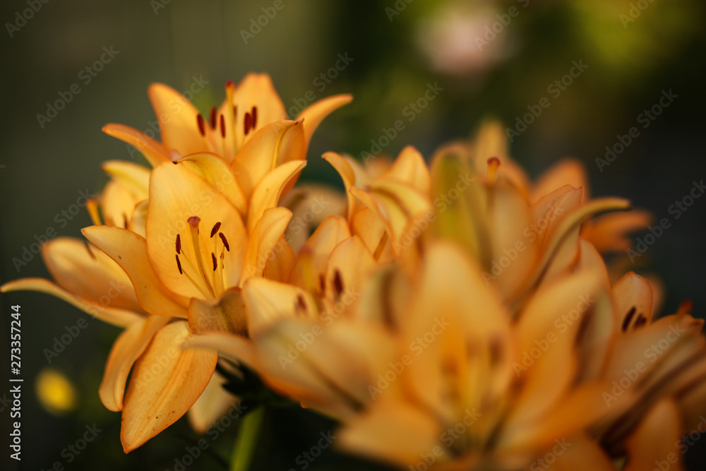 Beautiful floral background. Amazing views of the bright white lilies are blooming in the garden on a Sunny spring day, green grass and blue sky landscape. Beautiful floral background. Amazing views of the bright white lilies are blooming in the garden on a Sunny spring day, green grass and blue sky landscape.