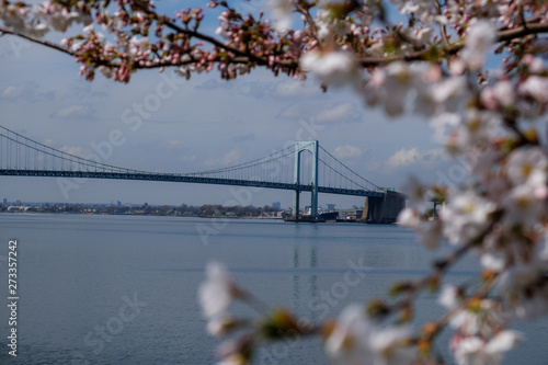 Throgs Neck Bridge viewed through blossoming tree in spring