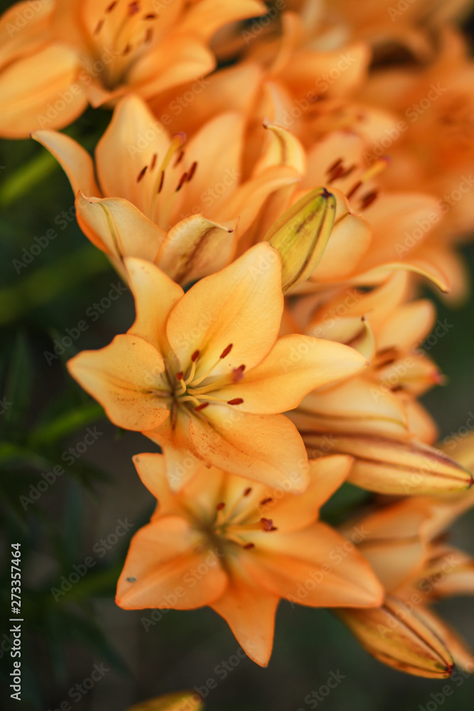 Obraz premium Beautiful floral background. Amazing views of the bright white lilies are blooming in the garden on a Sunny spring day, green grass and blue sky landscape.