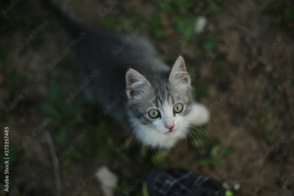 Beautiful serial kitten with big ears