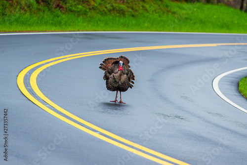 Turkey Standing in Road With Copy Space